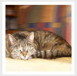 katze